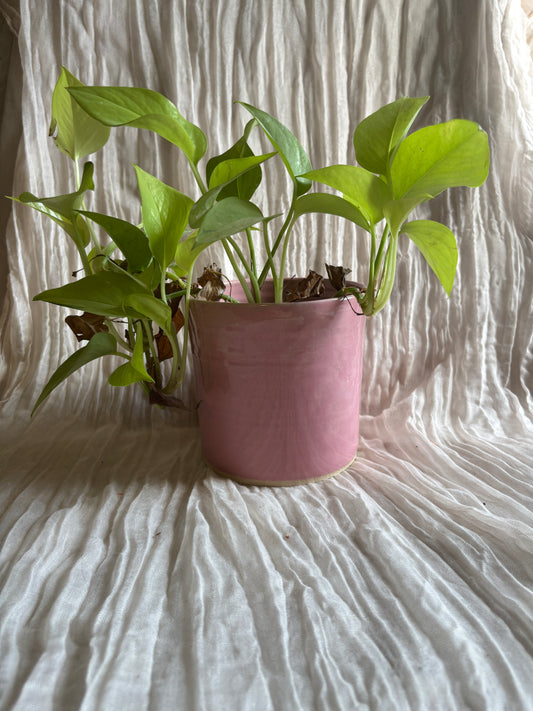 Candy Floss Pink 12cm Planter